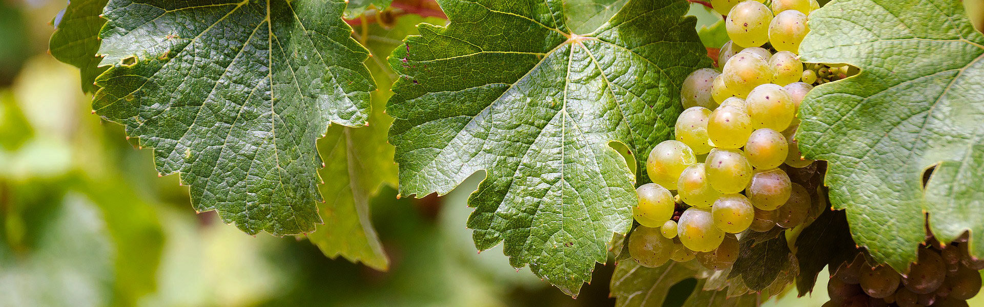 uva-e-vino-il-montonico-la-sua-storia-bisenti uva-e-vino-il-montonico-la-sua-storia-bisenti